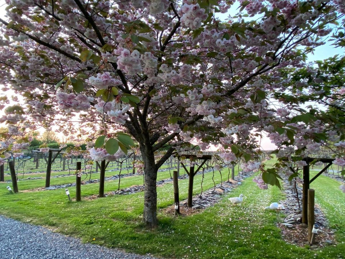 Hotel Jabajak Vineyard Restaurant & 5*