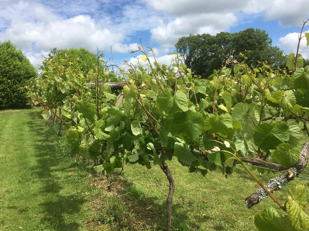 Jabajak Vineyard Restaurant & Hotel Whitland